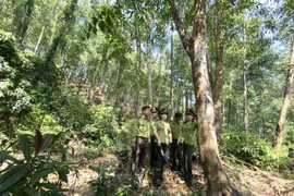 Implementing Comprehensive Solutions to Improve the Quality and Progress of Forest Planting