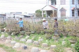 The Quiet Season of Tet Apricot Blossoms