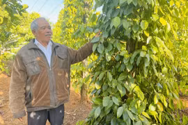 Pioneering Role Models in Wealth Creation in Western Gia Lai