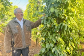 Pioneering Role Models in Wealth Creation in Western Gia Lai