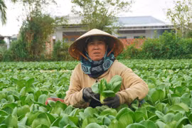 Growing Safe Vegetables to Improve Livelihoods