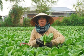 Growing Safe Vegetables to Improve Livelihoods