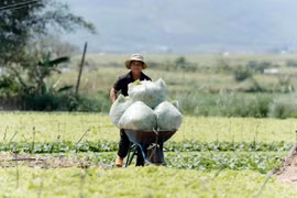 "A 'Lever' for Farmers to Boost Production Efficiency"