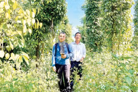 Organic Farming for Sustainable Development