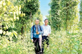 Organic Farming for Sustainable Development