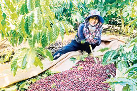 Green Farming: The Foundation for Sustainable Agriculture