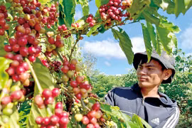 Gia Lai Coffee Aims for Integration into the Global Value Chain
