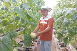 Farmers in Ia Phi commune have converted old coffee plantations to grow melons, resulting in high economic efficiency. Photo: N.D