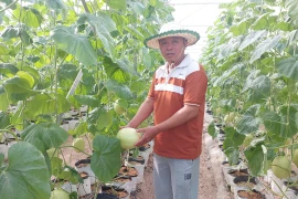 Farmers in Ia Phi commune have converted old coffee plantations to grow melons, resulting in high economic efficiency. Photo: N.D