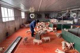 Western Gia Lai Proactively Restocks Livestock Herds for the Year of the Horse Tet Holiday