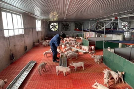 Western Gia Lai Proactively Restocks Livestock Herds for the Year of the Horse Tet Holiday