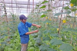 An Phu Thinh Agricultural-Service Cooperative: Paving the Way for High-Tech Fruit and Vegetable Production
