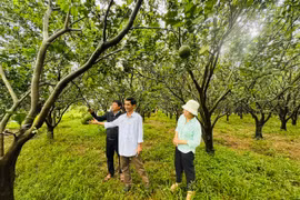 Tay Son Commune Supports Residents in Escaping Poverty and Achieving Prosperity