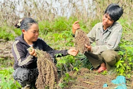 Job's tears enter peak harvest season