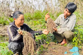 Job's tears enter peak harvest season