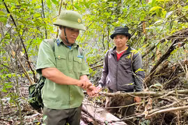 Forest Protection Station officers and local residents remove snare traps in the Canh Tiến - Ho Nui Mot forest.