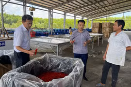 Tran Gia Export Agricultural Products and Food Processing Company, located in the Dai Thanh Industrial Cluster, Phu My Commune, purchases over 4,000 tons of chili peppers to produce pickled chili for export to China. Photo: Hai Yen