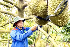 Gia Lai currently has 8,500 hectares of durian plantations, yielding an estimated 57,725 tons.