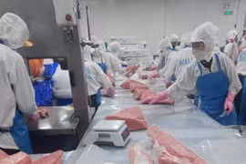 If the ban is implemented, Vietnam's seafood export revenue could decrease by hundreds of millions of US dollars each year. Photo: N.N