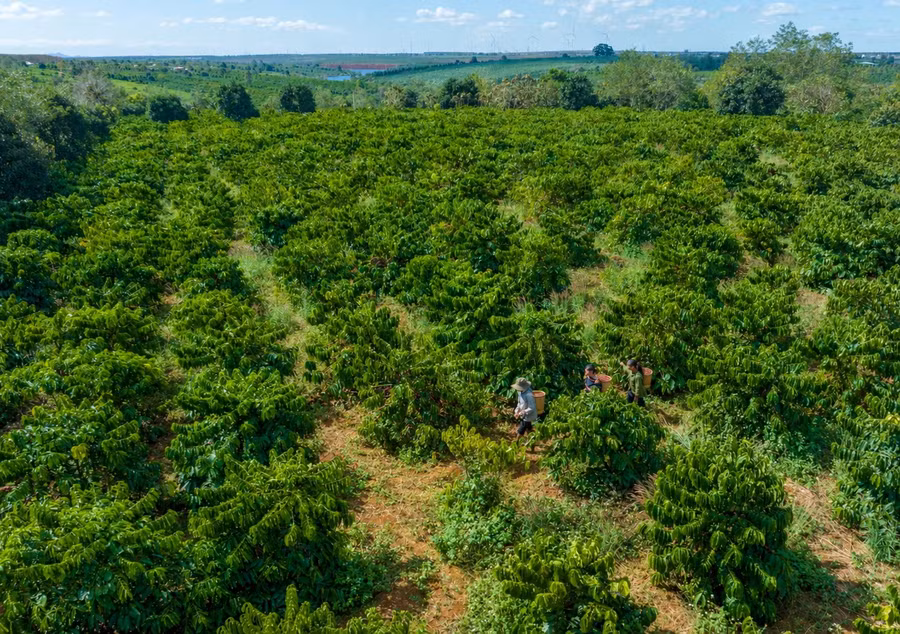 Large durian orchards in the province are being urgently standardized with plantation codes. Photo: Hà Duy