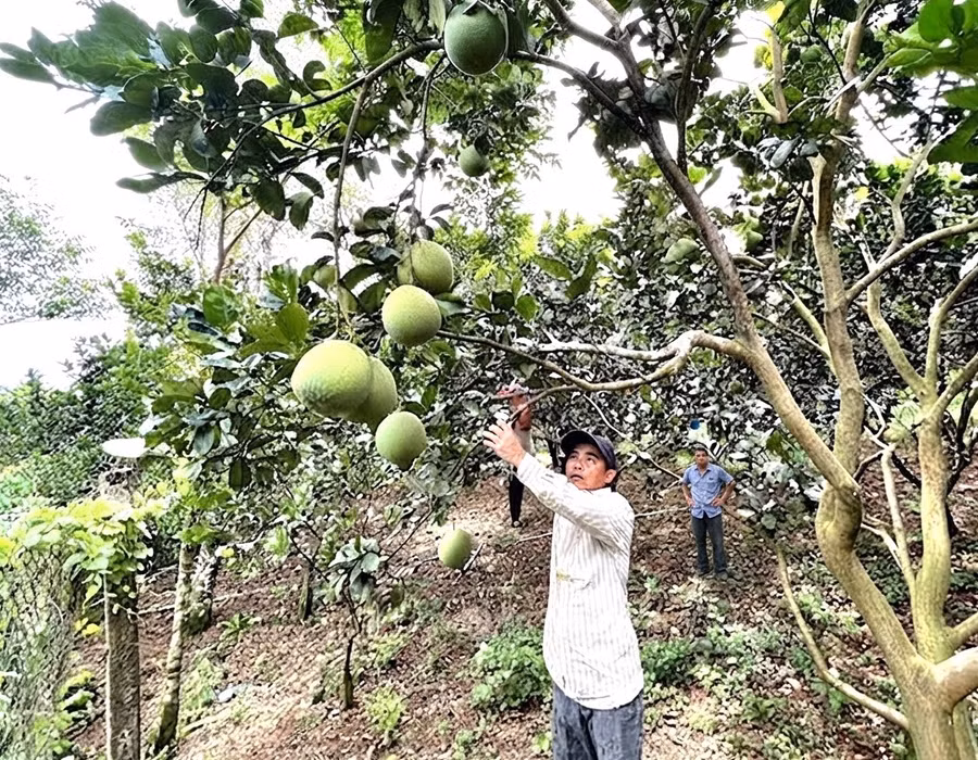 Green-skinned pomelo products from farmers linked with the Hoài Ân Youth Agricultural Cooperative (Hoài Ân commune). Photo: ĐVCC