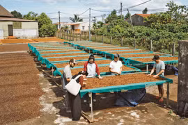 Unlocking the Tourism Potential of Coffee Trees