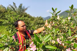 Veteran Farmer Creates Dreamy "Purple Myrtle Hill" to Attract Tourists