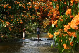 The second Tà Má Stream Rhododendron Flower Festival will take place on March 21, 2026, in Hà Ri Hamlet, Vĩnh Thịnh Commune.