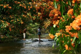 The second Tà Má Stream Rhododendron Flower Festival will take place on March 21, 2026, in Hà Ri Hamlet, Vĩnh Thịnh Commune.