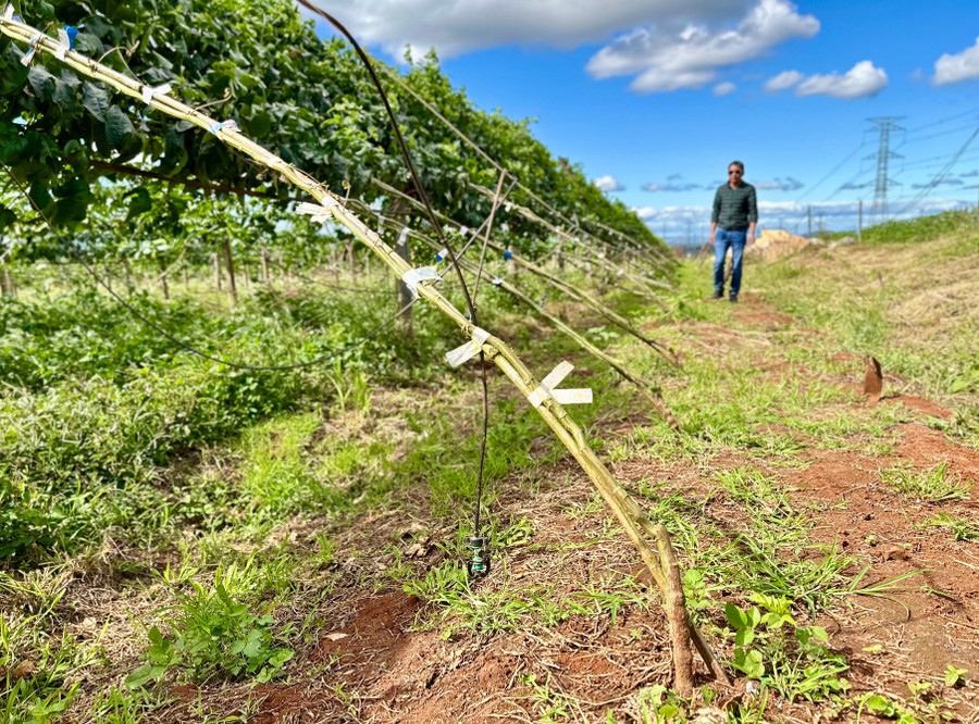 Technology for agriculture, forestry, and fisheries is one of the five key economic sectors in the province with a dedicated roadmap for technological innovation. Photo: Hà Duy cac-doanh-nghiep-hoat-dong-trong-linh-vuc-nong-nghiep-da-ung-dung-cong-nghe-tu-dong-vao-qua-trinh-cham-soc-vuon-cay-anh-ha-duy.jpg