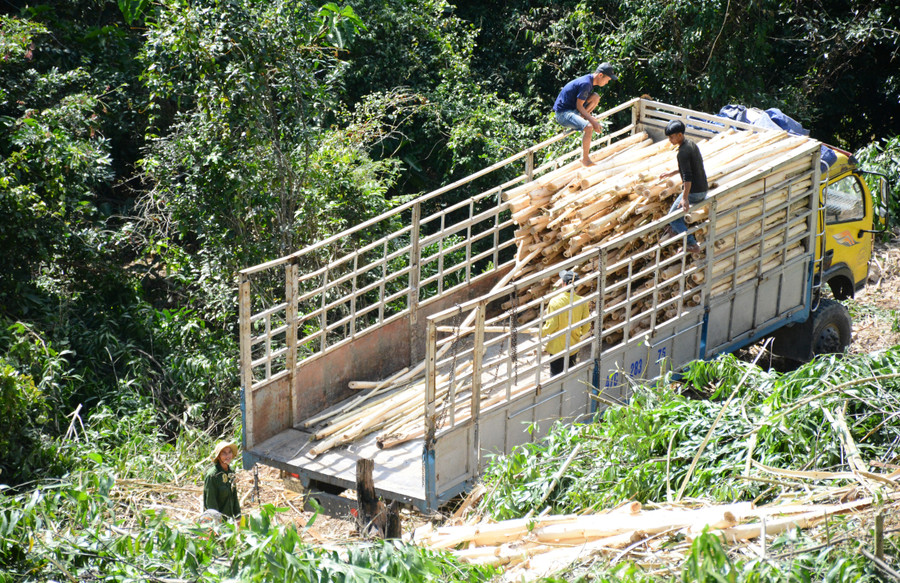 Commercial forest harvesting in Đak Song commune. Photo: M.N khai-thac-rung-san-xuat-tren-dia-ban-xa-dak-song.jpg