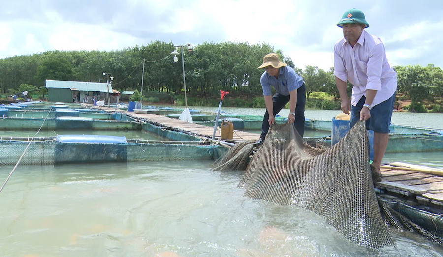Cage fish farming on the Sê San River has given a new face to the western waterways of Gia Lai. Photo: N.S nghe-nuoi-ca-long-be-tren-song-se-san-con-tao-nen-dien-mao-moi-cho-vung-song-nuoc-tay-gia-lai.jpg