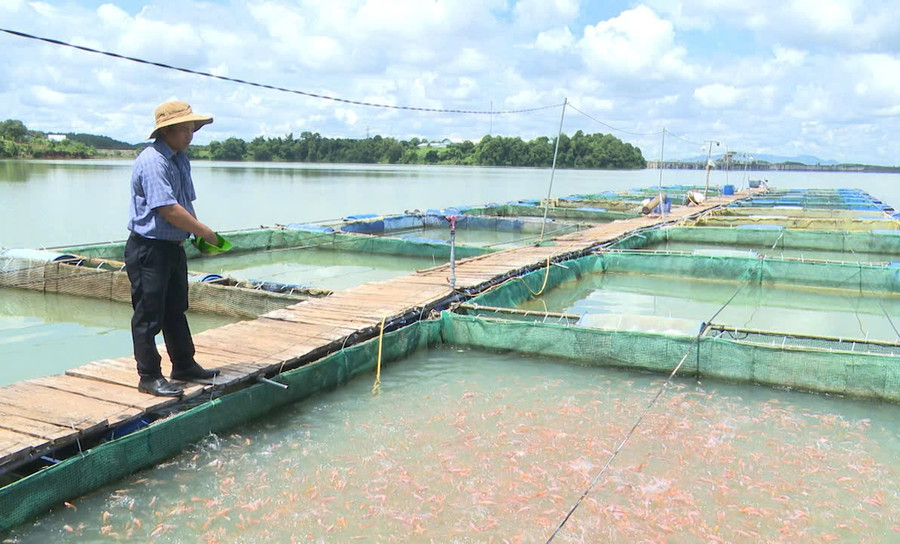 Đàm Văn Sáng is one of the pioneers in specialty fish farming in Ia O commune. Photo: N.S anh-dam-van-sang-mot-trong-nhung-nguoi-tien-phong-o-xa-ia-o-hien-so-huu-20-long-ca-dieu-hong-va-ca-lang.jpg