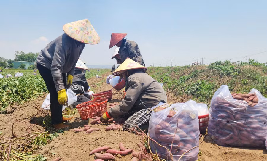 duoi-cai-nang-gay-gat-len-den-gan-40-do-c-nguoi-dan-van-tat-bat-thu-hoach-khoai-lang-tai-canh-dong-thon-kim-mon-xa-chu-a-thai.jpg