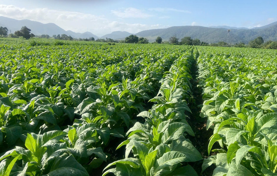canh-dong-buon-du-xa-ia-rsai-nay-da-phu-xanh-mau-thuoc-la.jpg