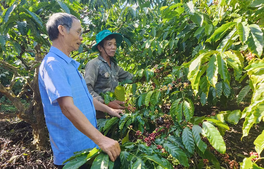 ong-tran-quoc-hung-ben-trai-chu-tich-hdqt-htx-san-xuat-kinh-doanh-dich-vu-nong-nghiep-ia-ring-trao-doi-kinh-nghiem-cham-soc-vuon-ca-phe-voi-thanh-vien-htx.jpg