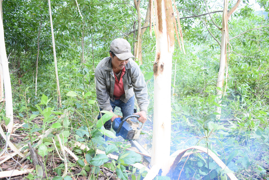 Several western communes have identified forest planting as a way to help residents secure stable incomes and escape poverty. Photo: N.S mot-so-xa-phia-tay-cua-tinh-xac-dinh-trong-rung-se-giup-nguoi-dan-co-nguon-thu-nhap-on-dinh-vuon-len-thoat-ngheo.jpg
