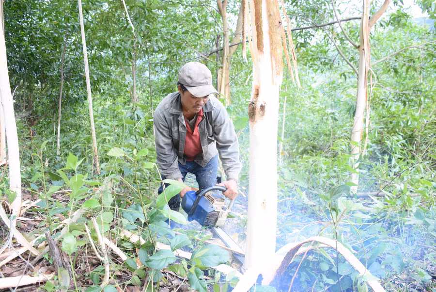 mot-so-xa-phia-tay-cua-tinh-xac-dinh-trong-rung-se-giup-nguoi-dan-co-nguon-thu-nhap-on-dinh-vuon-len-thoat-ngheo.jpg