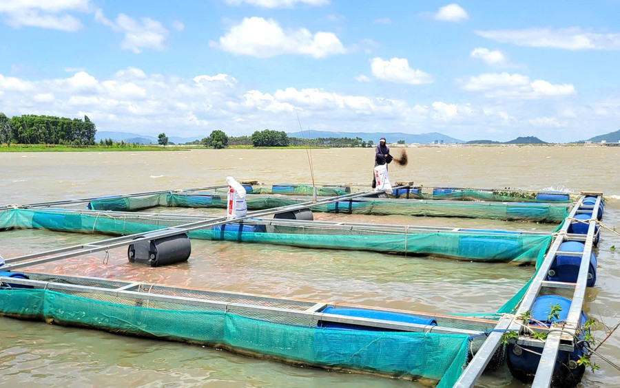 The cage fish farming model at An Khê-Kanak reservoir has brought residents a stable annual income. Photo: M.P mo-hinh-ca-long-be-tai-long-ho-an-khe-kanak-da-mang-lai-nguon-thu-on-dinh-hang-nam-cho-nguoi-dan.jpg