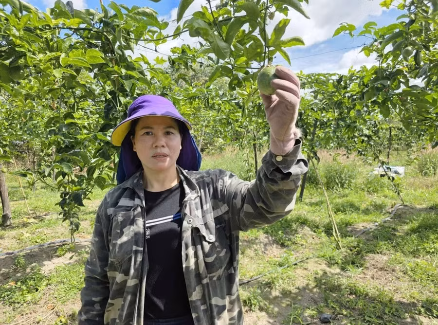 Ms. Hoàng Thị Hiên (Chư Hậu 5 hamlet, Ia Hrung commune) beside her passion fruit orchard devastated by brown spot disease. Photo: N.S chi-hien-cay-dang-nhin-vuon-chanh-leo-bi-benh-dom-nau-tan-pha.jpg