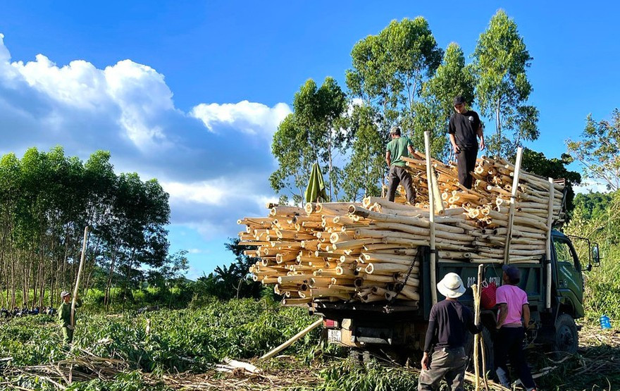 Residents of Kbang commune harvesting planted forests. Photo: M.N nguoi-dan-xa-kbang-khai-thac-dien-tich-rung-trong.jpg