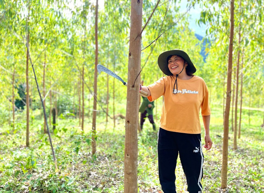Ms. Đinh Thị Khyenh (Lơ Vi village, Kbang commune) tending her family’s planted forest. Photo: N.S chi-dinh-thi-khyenh-lang-lo-vi-xa-kbang-don-tia-canh-nhanh-tren-dien-tich-rung-trong.jpg
