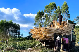 Gia Lai merger strengthens Vietnam’s forestry and wood processing industry