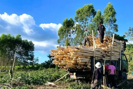 Gia Lai merger strengthens Vietnam’s forestry and wood processing industry