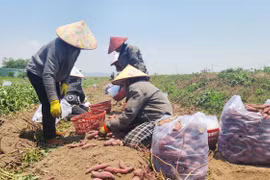Phu Thien Farmers Struggle as Sweet Potato Prices Plummet
