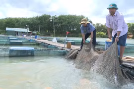 The practice of cage fish farming on the Sê San River has transformed the landscape of the western waterways in Gia Lai province.