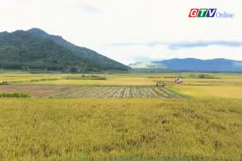 "Autumn" on Ngo Son paddy field