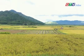 "Autumn" on Ngo Son paddy field