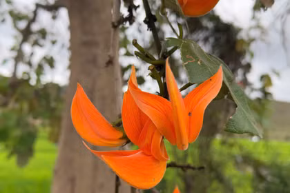 Gia Lai’s Plah blossoms ignite Central Highlands with fiery red each dry season