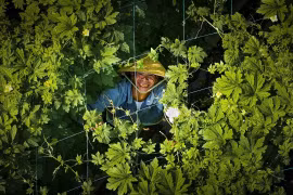 Gia Lai Ensures Safe Vegetable Supply for Lunar New Year 